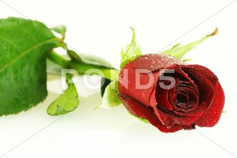 Fresh red rose with lots of droplets Stock Photos