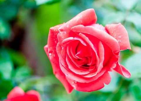 Fresh red rose Stock Photos