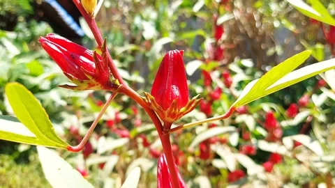 Fresh red roselle fruit on branch in sunny garden. Vidéo 319463337