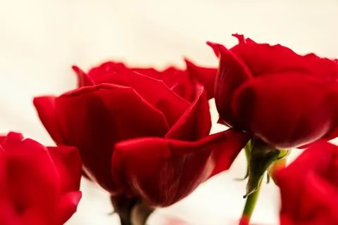 Fresh Red Roses Background Stock Photos