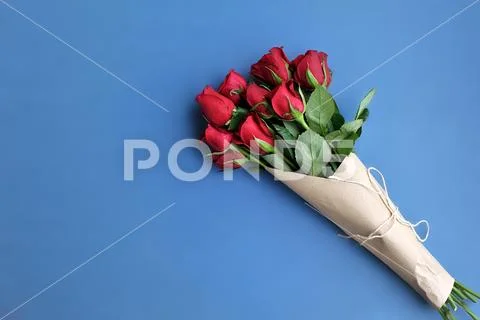 Fresh red roses flowers on the blue background. selective focus Stock Photos