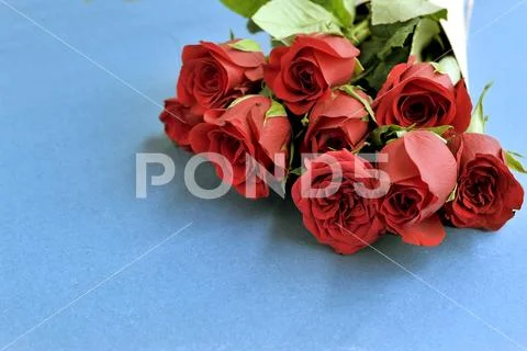 Fresh red roses flowers on the blue background. selective focus Stock Photos