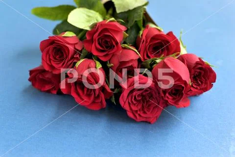 Fresh red roses flowers on the blue background. selective focus Stock Photos