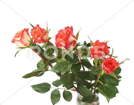 Fresh red roses over the white isolated background Stock Photos