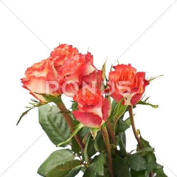 Fresh red roses over the white isolated background Stock Photos