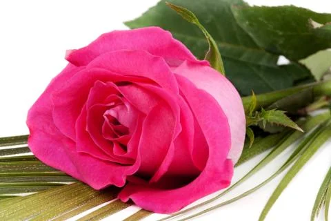 Fresh red roses Stock Photos