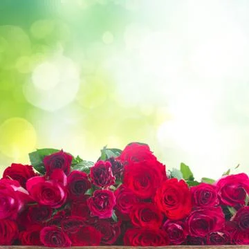 Fresh red roses 스톡 사진