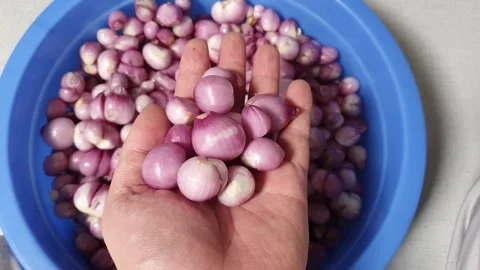 Fresh red shallots, ready to cooked, asian food herbs ingredient Stock Footage 259135190
