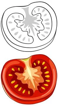 Fresh Red Sliced Tomato Vector Illustration with Line Art Version Stock Illustration