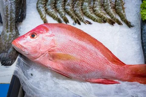 Fresh red snapper 1 Stock Photos