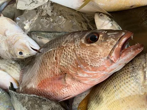 Fresh Red Snapper and Mixed Catch on Ice at Tanjung Lesung Stock Photos