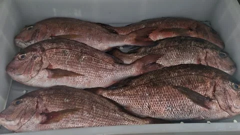Fresh Red Snapper Fish Display at Market – Seafood on Ice Stock Footage 318293622