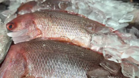 Fresh red snapper fish on ice Stock Footage 329010990