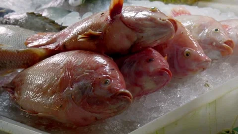 Fresh red snapper fish on ice at a market Stock Footage 336603569