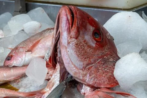 Fresh Red Snapper Fish on Ice at a Local Market Stall Stock Photos
