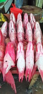Fresh Red Snapper Heads Displayed at a Local Fish Market in Indonesia Stock Photos