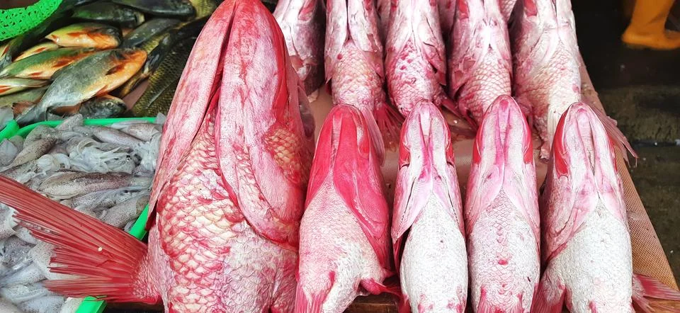 Fresh Red Snapper Heads Displayed at a Local Fish Market in Indonesia Stock Photos
