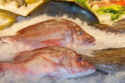 A fresh red snapper on ice with lemon slices, pink ice cubes, and thyme sprig Fotos de archivo