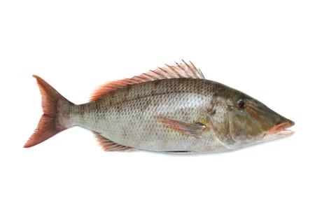 Fresh red snapper Stock Photos