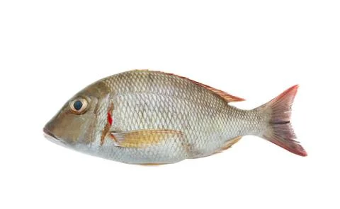 Fresh red snapper Stock Photos