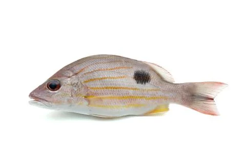 Fresh red snapper Stock Photos