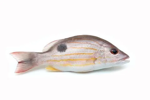 Fresh red snapper Stock Photos