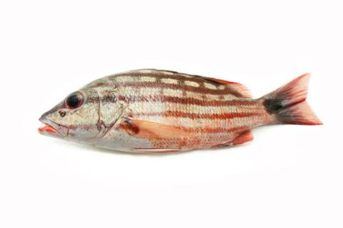 Fresh red snapper Stock Photos