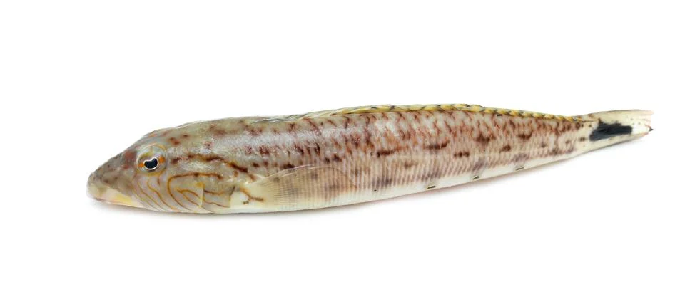 Fresh red snapper Foto stock
