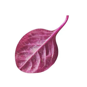 Fresh Red Spinach Leaf White Background 스톡 사진