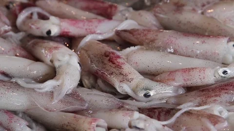 Fresh red squid sold in the local market Stock Footage 77548144