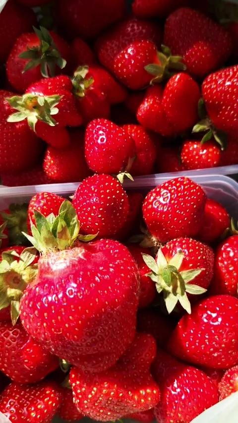 Fresh Red Strawberries Piled in Clear Containers Under Bright Sunlight Video stock 339085902