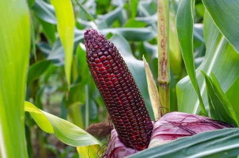 Fresh red sweet corn Stock Photos