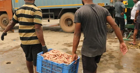 Fresh Red Tiger Prawns Export at Harbor Stock Footage 279938268