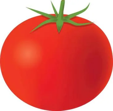 Fresh red tomato with green stem on white background Stock Illustration