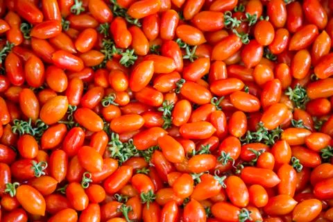 Fresh red tomato Stock Photos