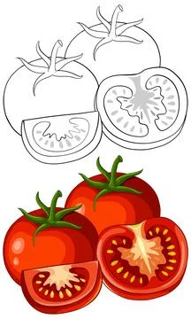 Fresh Red Tomato Vector Illustration with Sliced Pieces and Outline Stock Illustration
