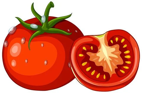 Fresh Red Tomato Vector Illustration with Sliced Half and Water Droplets Stock Illustration