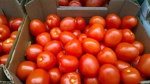 Fresh red tomatoes in boxes. Vegetables in local farmers market or store Stock Photos