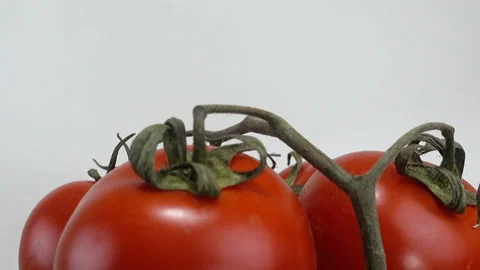 Fresh red tomatoes on a branch Stock Footage 177485919