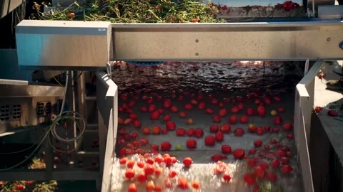Fresh red tomatoes moving through water on processing line Video stock 347964871