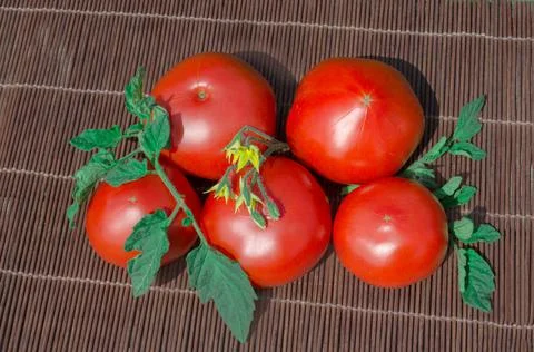 Fresh red tomatoes on old rustic wooden background outdoors. Stock Photos