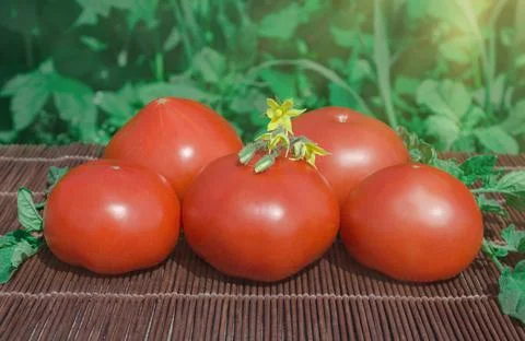 Fresh red tomatoes on old rustic wooden background outdoors. Фото