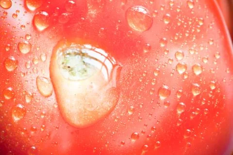 Fresh red tomatoes Stock-Fotos