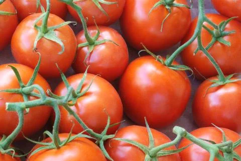 Fresh red tomatoes Stock Photos