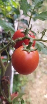 Fresh red tomatoes Foto stock