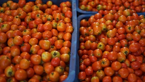 Fresh Red tomatoes vegetables from farm Stock Footage 108315342