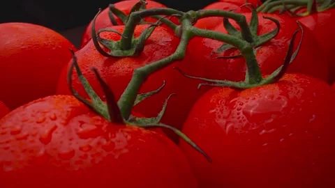 Fresh red vine tomato bunch with water droplet studio close up Stock Footage 340554610