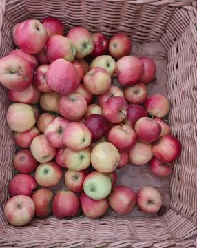 Fresh red yellow apples in a wicker basket Stock Photos