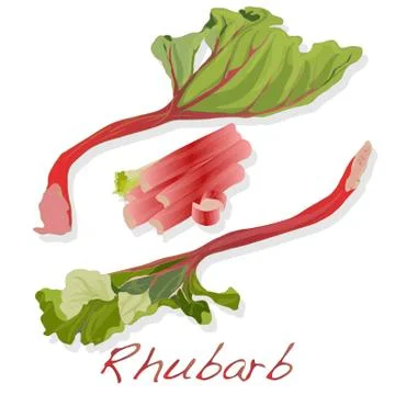 Fresh rhubarb isolated on white Stock Illustration