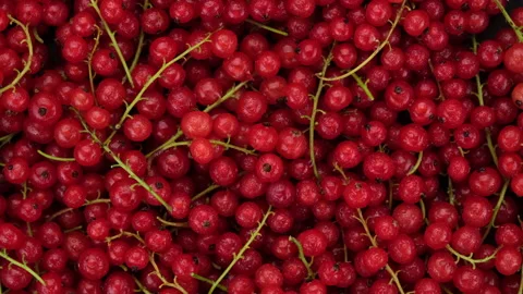 Fresh Ribes rubrum top view, rotation. 4K UHD video Stock Footage 157594658